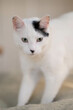 © Mackenzie - Fluffy White cat with spots close up