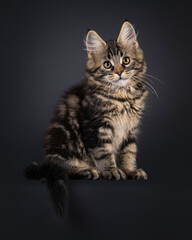 Poster - Expressive Maine Coon cat kitten, sitting up side ways on an edge. Looking straight to camera. Isolated on a black background.