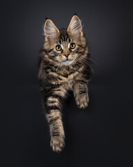 Poster - Expressive Maine Coon cat kitten, laying down facing front with paws hanging relaxed down. Looking straight to camera. Isolated on a black background.