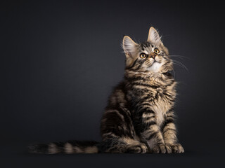 Poster - Expressive Maine Coon cat kitten, sitting up side ways. Looking up and above camera. Isolated on a black background.