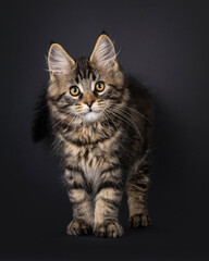 Poster - Expressive Maine Coon cat kitten, standing up facing front. Looking straight to camera. Isolated on a black background.