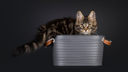 Poster - Expressive Maine Coon cat kitten, standing in metal gray bucket. Looking straight to camera. Isolated on a black background.