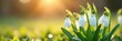 © Krit - Close up of delicate snowdrop flowers bathed in the warm February sunshine,  bloom,  white