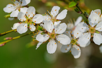 Wall Mural - a beautiful white flowering branch is in full bloom, showcasing its natural elegance and charm
