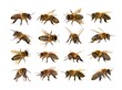 © Daniel Prudek - group of bee or honeybee on white background, honey bees
