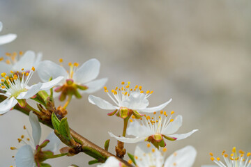 Wall Mural - a beautiful white flowering branch is in full bloom, showcasing its natural elegance and charm