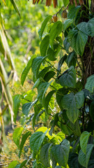 Naklejka na meble Beetlenut leaves growing in a traditional bettlenut tree also known as Paan in Assam 2