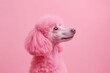 © Mandeep - Pink poodle portrait on pink backdrop