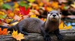© Nikolai - A North American River Otter Rests on a Log, Enjoying an Autumn Day Amidst Colorful Fall Leaves.