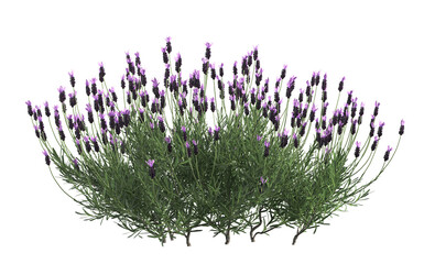 3d render of french lavender bush or lavandula,,isolated over transparent background, png cut-out