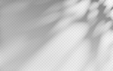 Wall Mural - abstract shadow overlay from foliage on a transparent background.