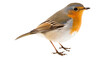 © BlazingDesigns - Robin (Erithacus rubecula) isolated on white or transparent background png.
