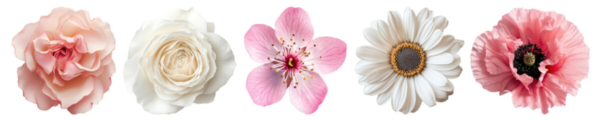 Wall Mural - png colorful floral variety display, element set on transparent background