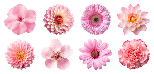 Wall Mural - png vibrant pink floral collection, element set on transparent background