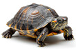 © imagemir - A vibrant turtle with intricate shell patterns, showcasing its beautiful colors and features against a clean, white background.