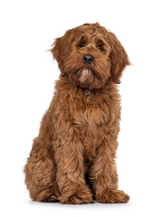 Poster - Friendly Labradoodle dog puppy, sitting up facing front. Looking straight to camera. Mouth closed. Isolated on a white background.