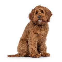 Poster - Friendly Labradoodle dog puppy, sitting up side ways. Looking beside camera. Mouth closed. Isolated on a white background.