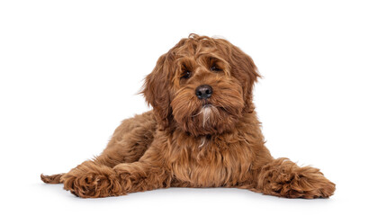Poster - Friendly Labradoodle dog puppy, laying down facing front. Looking straight to camera. Mouth closed. Isolated on a white background.