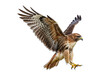 © Pixora - Red-tailed hawk flying PNG, bird of prey isolated on transparent background
