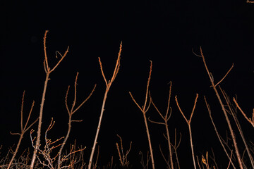 Wall Mural - Creepy view in the forest. Branches without leaves sticking up against the black night sky