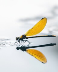 Wall Mural - a stunning close-up of a yellow dragonfly. the creature rests gracefully on the water surface. its v