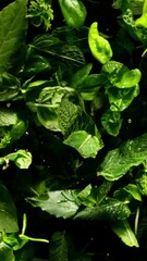 Aufkleber - Super Slow Motion of Flying Fresh Wet Mint Leaves. Filmed on High Speed Cinema Camera, 1000 fps. Camera Placed on High Speed Cine Bot, Rotating. Vertical Aspect Ratio.
