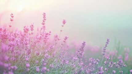 Aufkleber - Lavender flowers blooming in a soft gradient background during a tranquil afternoon