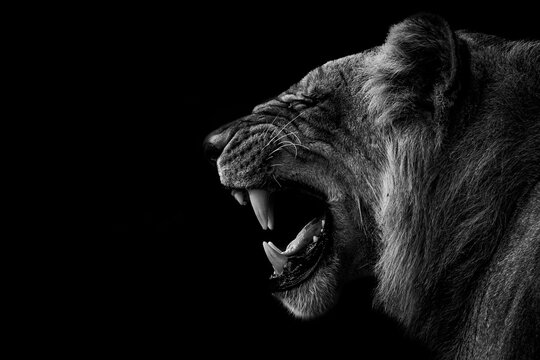Dramatic black and white portrait of a roaring lion on a black background.