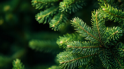 A close-up of pine tree branches in a forest, highlighting their rich green color and intricate needle structures