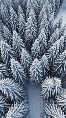 Wall Mural - snow-covered pine forest captured from above during winter season in a serene landscape