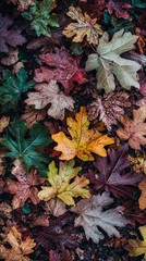Autumn leaves carpet, colorful fall foliage, ground cover, nature background, photo for seasonal design