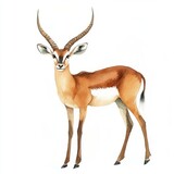 watercolor portrait of a slender antelope with distinctive markings and gracefully curved horns