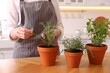 © New Africa - Woman cutting fresh rosemary in kitchen, closeup. Aromatic herbs
