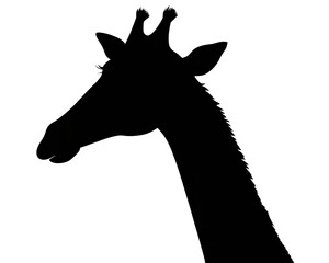 Wall Mural - giraffe silhouette isolated