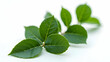 © ModernFiles - Sharp-Focused Bay Leaves with Detailed Edge Texture