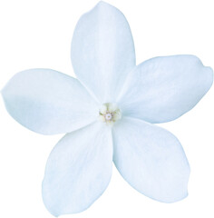 Wall Mural - beautiful white flower isolated on white background