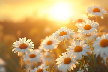 Fototapete - Bright daisies bloom in a sunlit field during golden hour, showcasing nature's vibrant colors and beauty