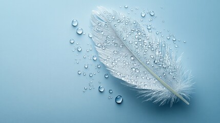 Poster - White feather with water droplets on light blue background.