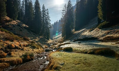 Wall Mural - serene mountain valley with small stream and evergreen trees under sunlight