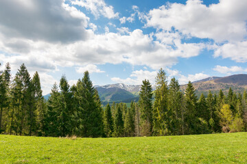 Wall Mural - landscape with coniferous forest on a green alpine meadow in spring. countryside scenery. carpathian