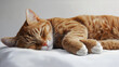 © Nastassia golod - sweetly sleeping ginger cat on a gray background