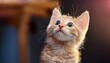 © Muji Creatives - cat looking above