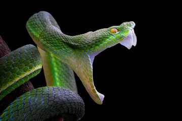 Wall Mural - trimeresurus insularis snake closeup head, indonesian viper snake on isolated background, green vipe