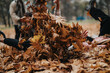 © qunica.com - Children enjoying a playful moment in a park, tossing autumn leaves in the air, capturing the energetic and fun spirit of a delightful fall day.