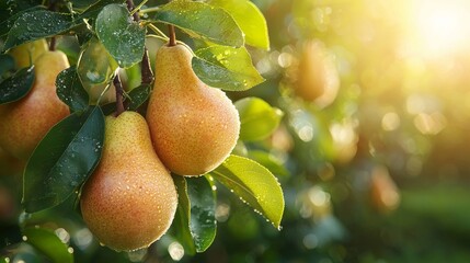 Ripe pears on tree branch with morning dew glistening under sunlight