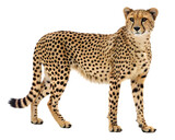 Close-up portrait of a cheetah standing gracefully Detailed Wildlife Portrait