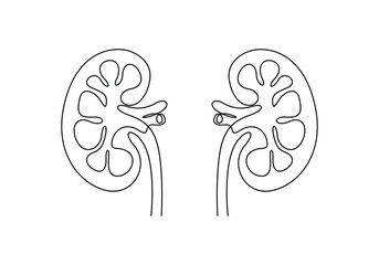 Human kidneys one line continuous drawing vector illustration
