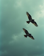 Wall Mural - two birds flying in the sky with their wings spread