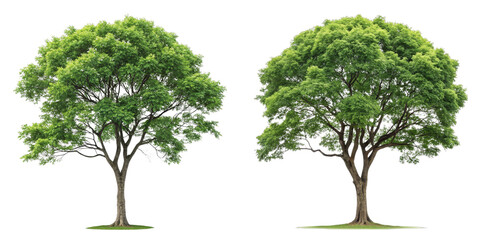 Two Lush Green Trees, Isolated on Transparent Background, Nature Photography, PNG, Clipping Path, Tree, Nature, Green