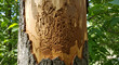 © BADRUN - Emerald ash borer devastation: Tree trunk damage displaying larva feeding patterns